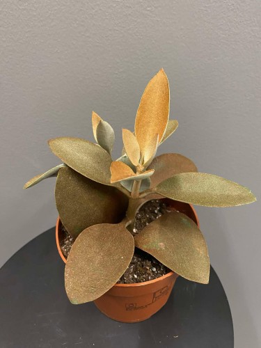 Kalanchoe-orygalis-cynamonowy-niedzwiedz-Żyworódka.jpg
