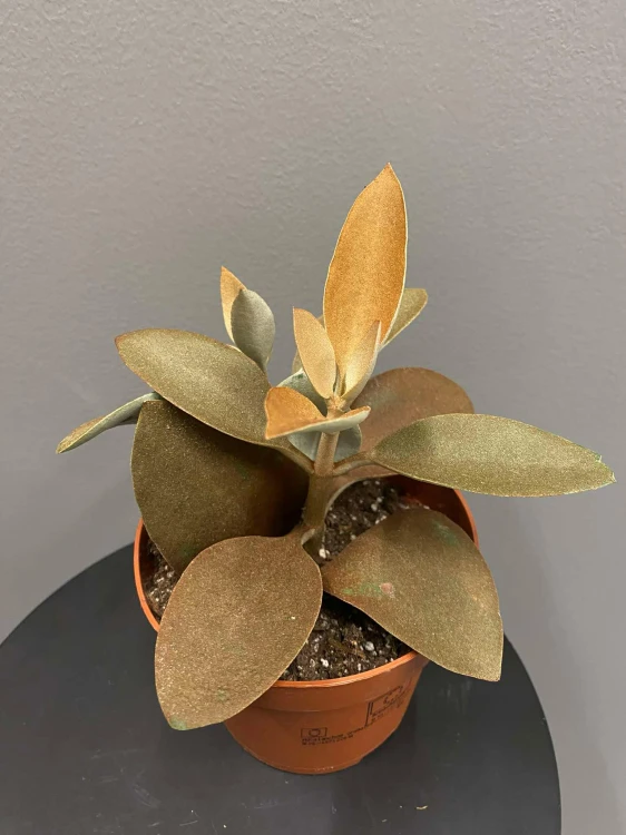 Kalanchoe-orygalis-cynamonowy-niedzwiedz-Żyworódka.jpg