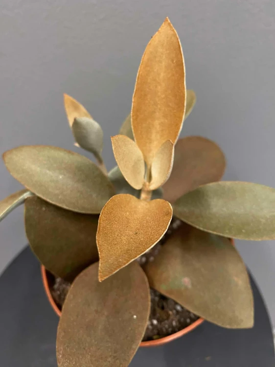 Kalanchoe-orygalis-cynamonowy-niedzwiedz-Żyworódka-krakow-kaktusy.jpg