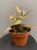Kalanchoe-orygalis-cynamonowy-niedzwiedz-Żyworódka-krakow-sukulenty.jpg