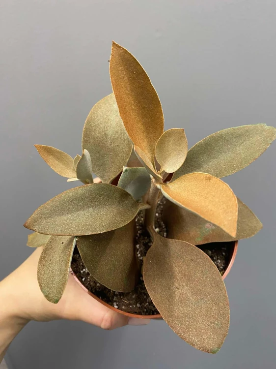 Kalanchoe-orygalis-cynamonowy-niedzwiedz-Żyworódka-sukulenty.jpg