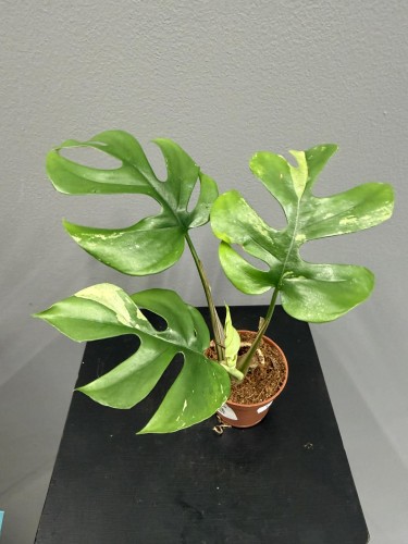 fcc246a5-fd21-4915-9774-5691de3ad618.jpg