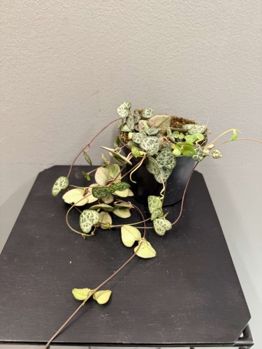 IMG_5876.JPG