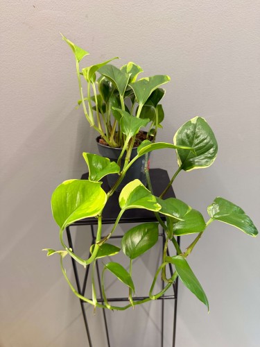 IMG_8961.JPG