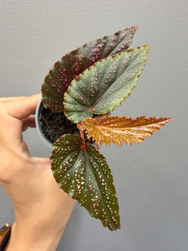 IMG_9807.JPG