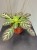 IMG_0150.JPG